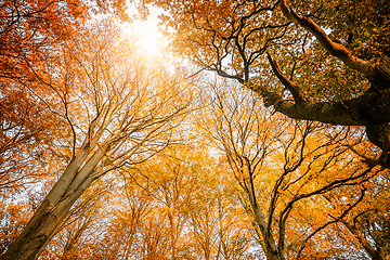 Image showing Colorful treetops in the fall