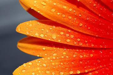 Image showing macro of a gerber daisy