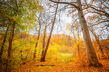 Image showing Golden autumn colors in the forest