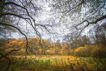 Image showing Colorful autumn wilderness with tall branches