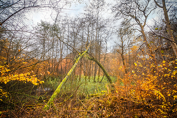 Image showing Autumn colors in the forest with green moss