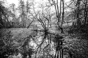 Image showing Small river running through a forest