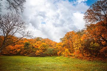 Image showing Autumn colors in the park with golden leaves