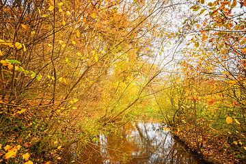 Image showing Coloruful autumn nature theme with golden leaves