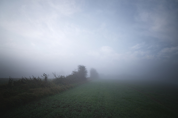 Image showing Morning mist on a rural field with agricltural crops
