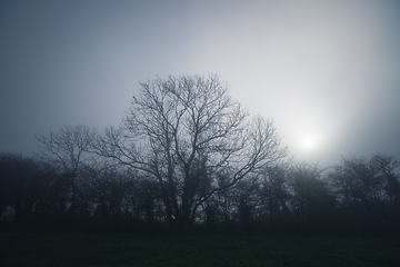 Image showing Tree in the mist without leaves