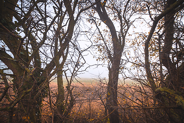 Image showing Wilderness scenery with trees with thornes