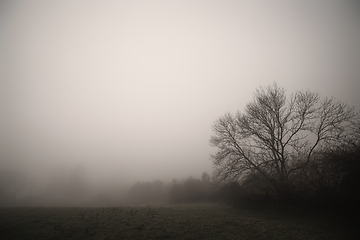 Image showing Tree silhouette in the fog on a rural meadow