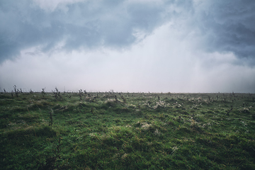 Image showing Dew in the grass on a cloudy morning