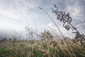 Image showing Grass and herbs on a wet field