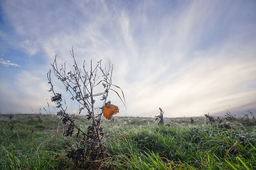 Image showing Brown leaf on a withered plant with morning dew