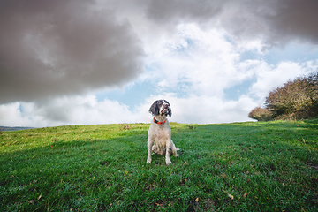 Image showing English springer spaniel on a green field