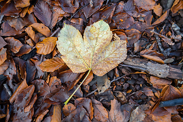 Image showing Autumn maple on the forest floor