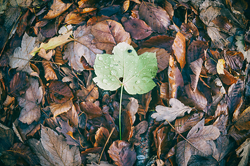 Image showing Maple leaf on top of a pile