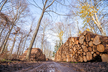 Image showing Timber stacked in a muddy forest in the fall