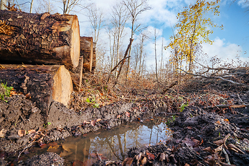 Image showing Puddle in a forest on a bright day