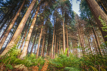 Image showing Green fern under tall pine trees