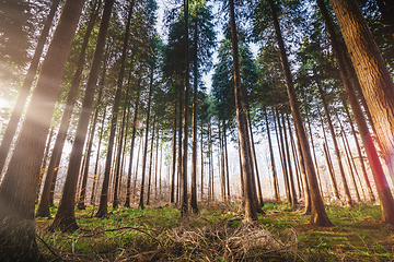 Image showing Forest with tall pine trees on a sunny day