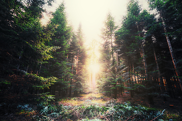 Image showing Mystical forest with tall pine trees