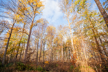 Image showing Warm autumn colors in the forest