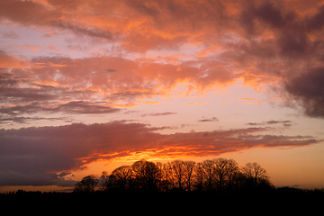 Image showing Sunset in golden colors over a small forest