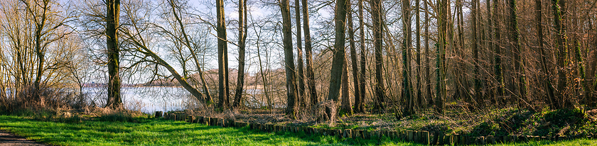 Image showing Green lawn in a forest by the lake