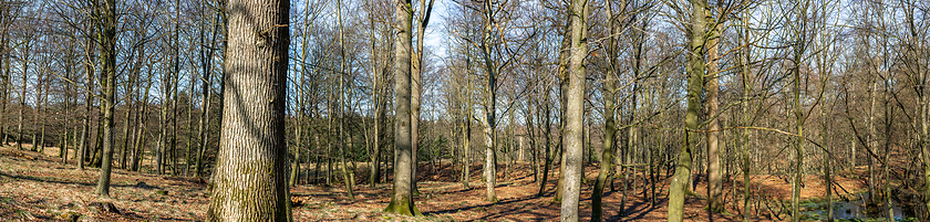 Image showing Forest panorama with deer hiding