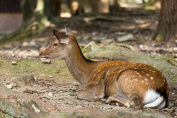 Image showing Deer lying on the ground