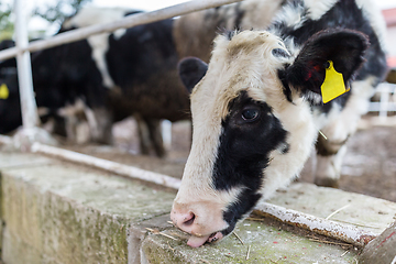 Image showing Cow in farm