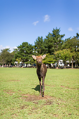 Image showing Deer walking in the park with sunshine