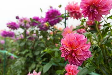 Image showing Pink chrysanthemum