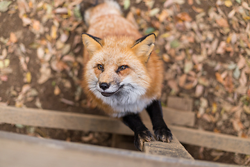 Image showing Lovely red fox