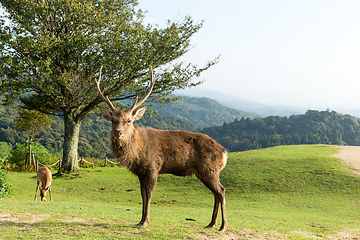 Image showing Male deer stag in a mountain