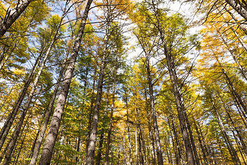 Image showing Beautiful forest in Autumn season