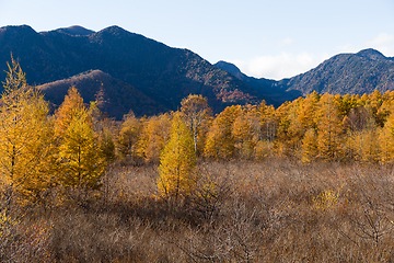 Image showing Senjogahara in autumn season