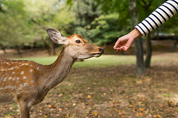 Image showing Feeding the deer