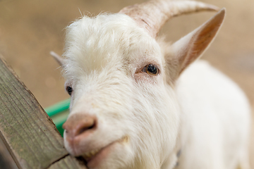 Image showing Sheep in farm