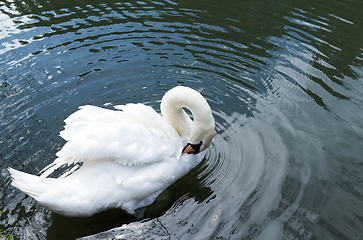 Image showing White swan in the lake 