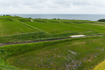 Image showing Fresh Rice farm