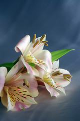 Image showing beautiful exotic lily