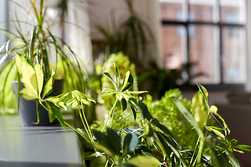 Image showing green flowers and houseplants at home