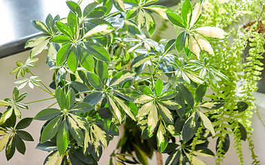 Image showing green flowers and houseplants at home