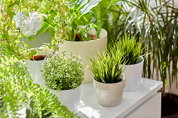 Image showing green flowers and houseplants at home