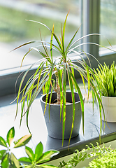 Image showing green flowers and houseplants at home