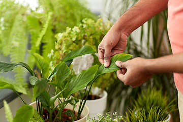 Image showing man with taking care of houseplants at home