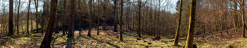 Image showing Deer flock feeding in a forest clearing