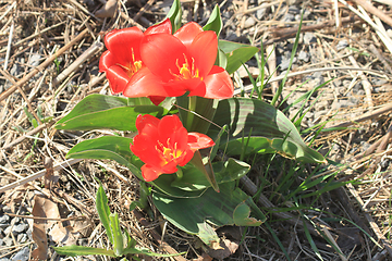 Image showing red tulip flower