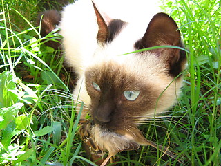 Image showing Siamese predator