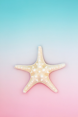 Image showing Starfish Seashell Natural Symbol on Pastel Blue Pink Background