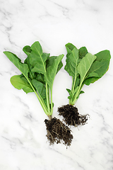 Image showing Organic Spinach Plants with Root Ball for Good Health 